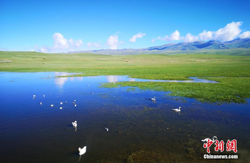 Самый прекрасный период лета в степи Байнбулаг в Синьцзяне