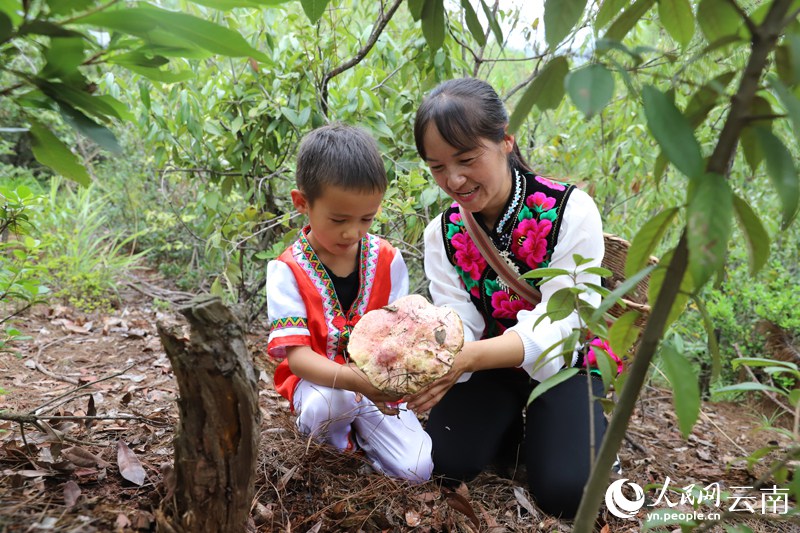 В уезде Наньхуа Юго-Западного Китая начали собирать грибы