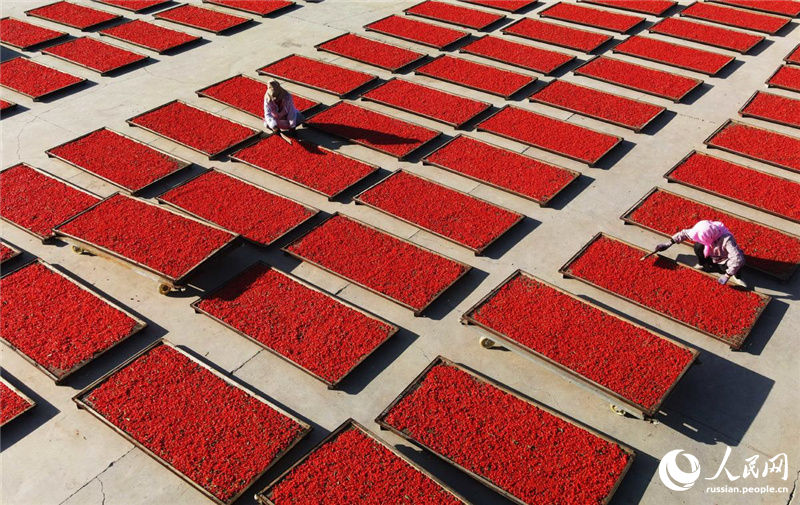 В провинции Ганьсу начался сезон сбора ягод годжи
