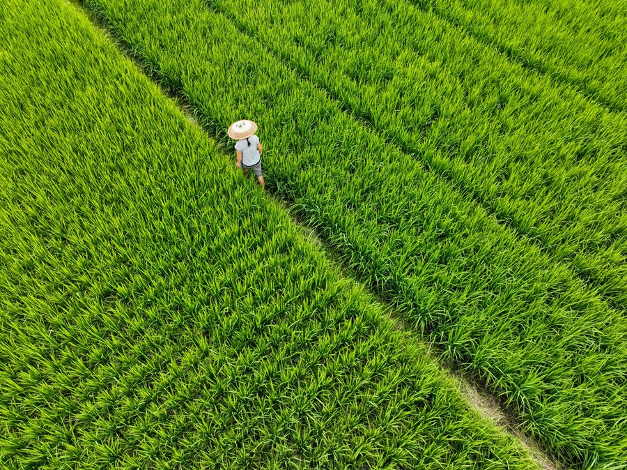26 августа 2023 года, крестьянин проверяет рост риса в уезде Даосянь города Юнчжоу пров. Хунань в Центральном Китае. /Фото: Синьхуа/