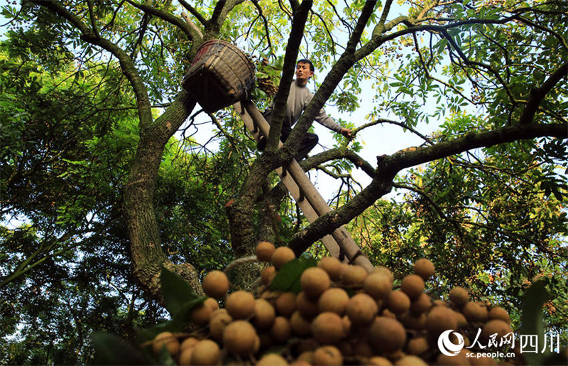 На юго-западе Китая собирают плоды лонгана