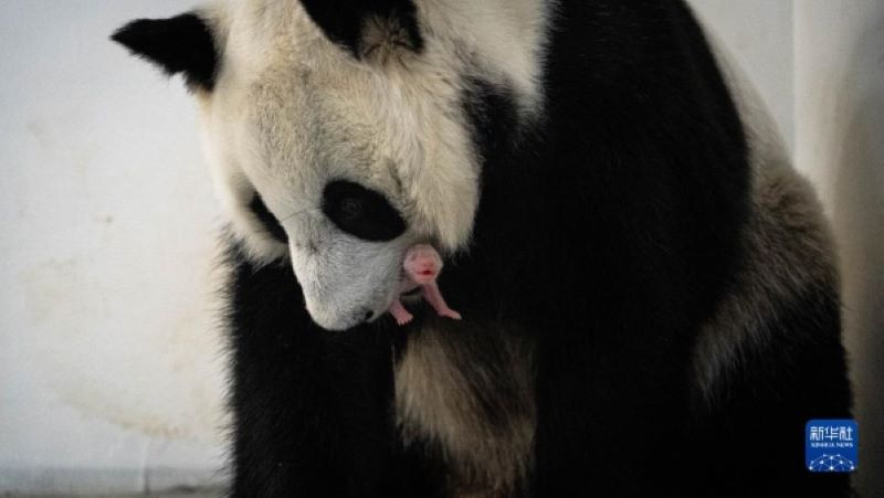 В Московском зоопарке родился детеныш большой панды