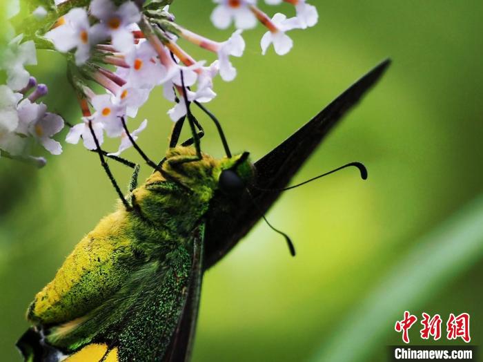 Редчайший вид бабочек обнаружили в природном заповеднике Южного Китая