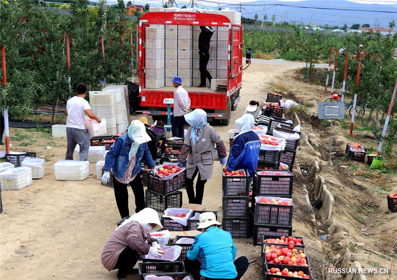 Сбор урожая яблок в провинции Ганьсу