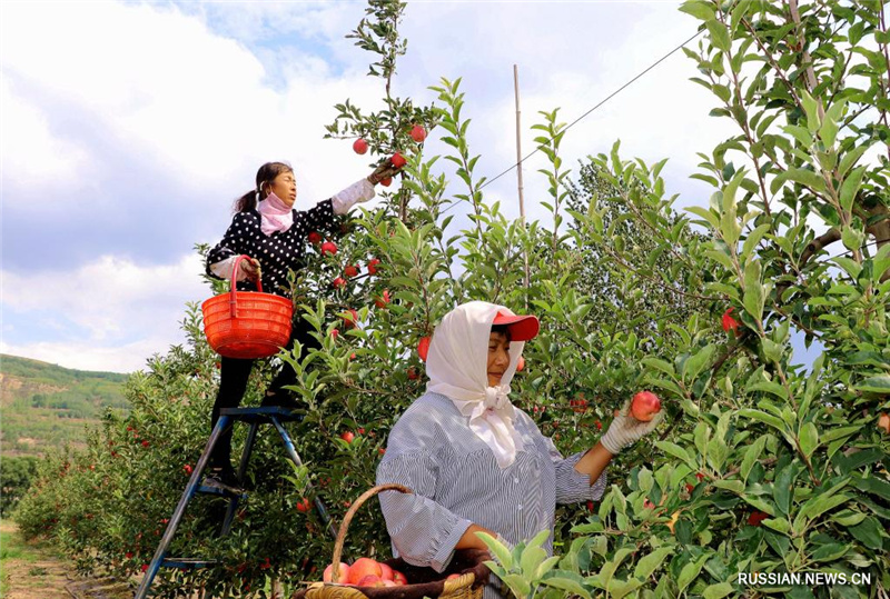 Сбор урожая яблок в провинции Ганьсу
