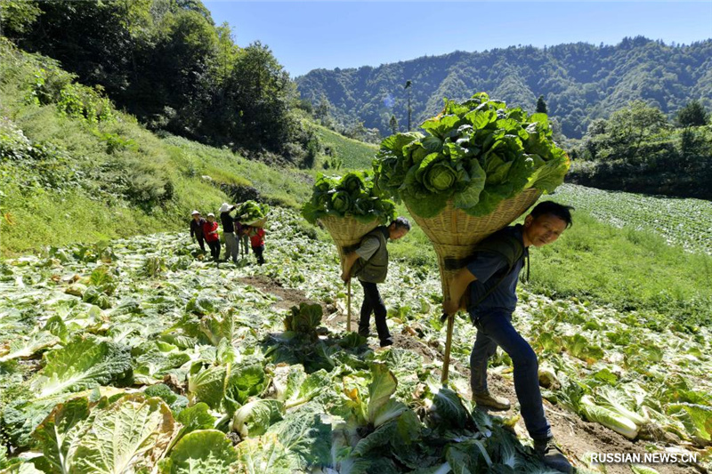 Сбор урожая высокогорных овощей в провинции Хубэй