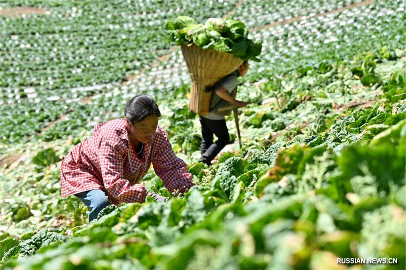 Сбор урожая высокогорных овощей в провинции Хубэй