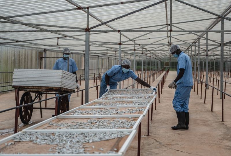 Китай начал регулярно импортировать анчоусы из Кении