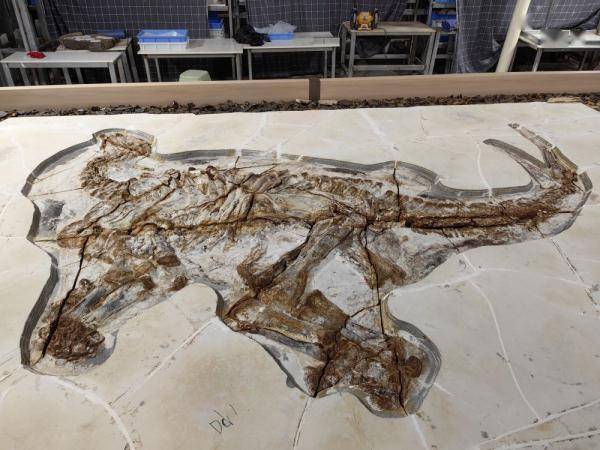 На севере Китая нашли окаменелые останки динозавров возрастом 130 млн лет