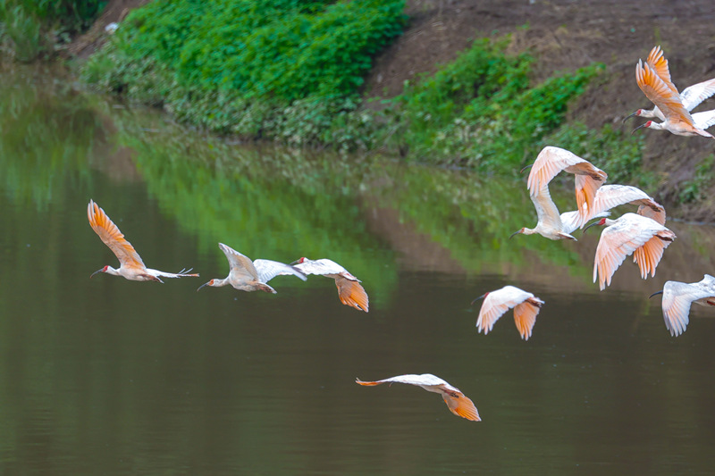 Улучшение экологии в уезде Ханьинь привлекает редких птиц