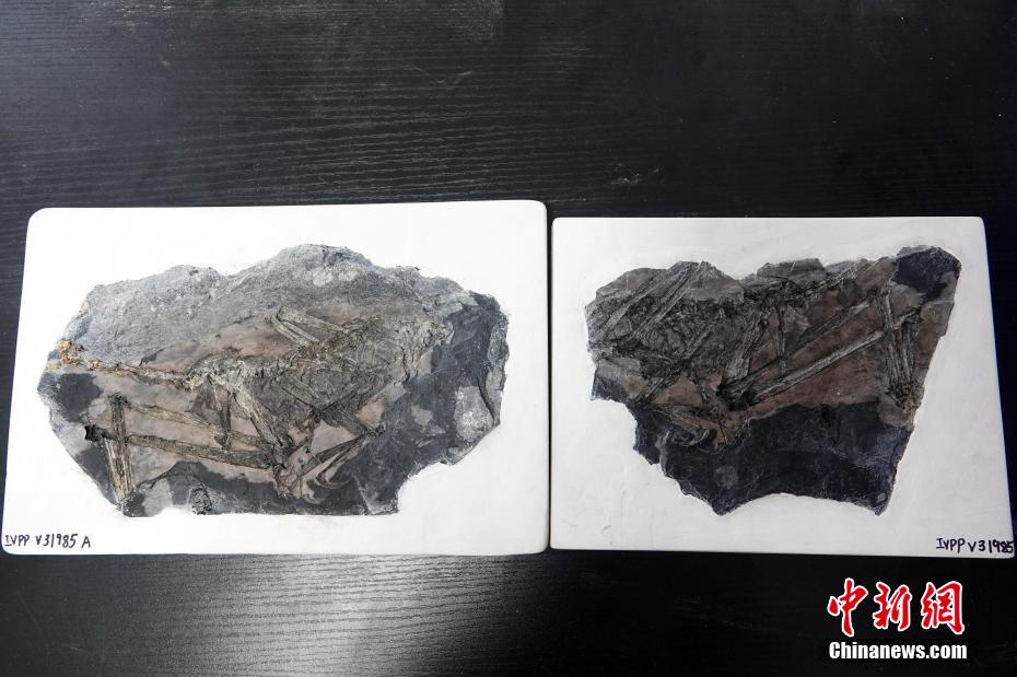 В Юго-Восточном Китае нашли окаменелости птицеподобного динозавра юрского периода