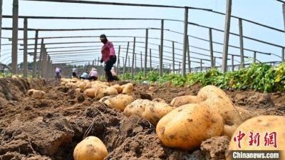 На долю Китая приходится четверть мирового производства картофеля