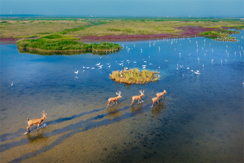 Красота биоразнообразия на приморской территории города Яньчэн