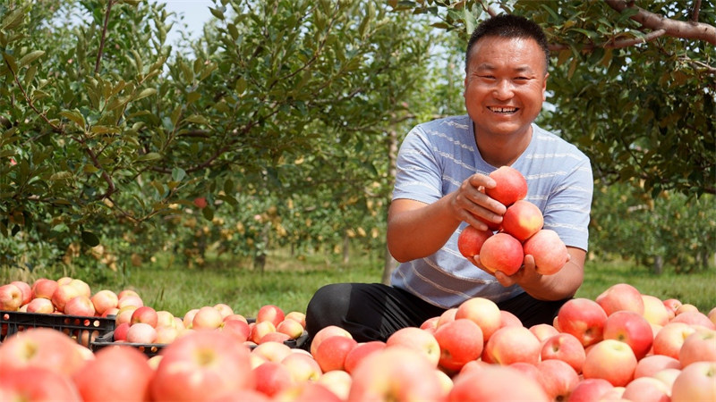 Садоводы в провинции Шэньси приступили к сбору яблок