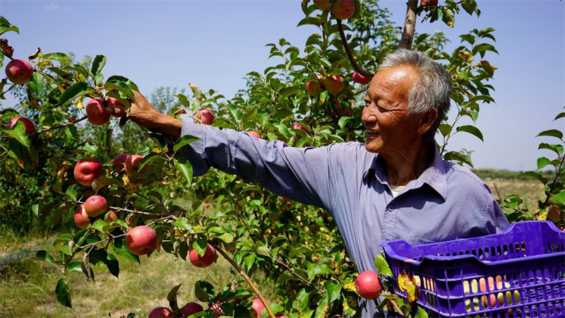 Садоводы в провинции Шэньси приступили к сбору яблок