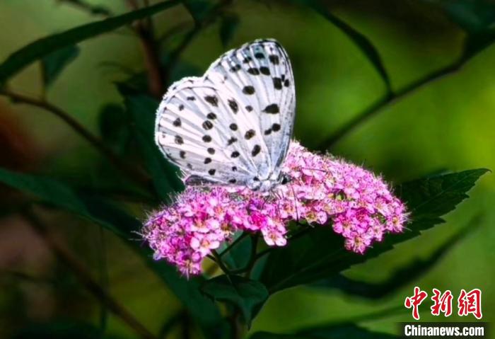 В Национальном парке Уишань в провинции Цзянси обнаружен новый вид бабочки