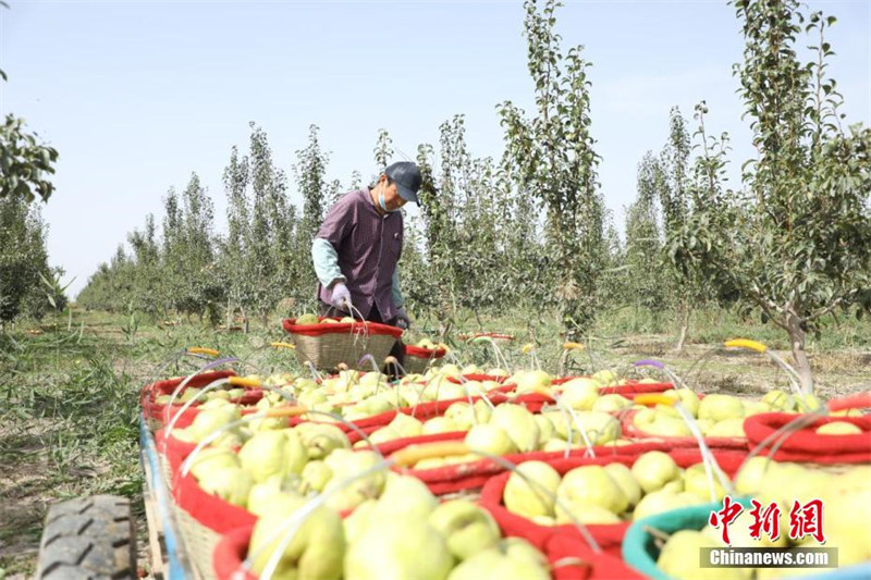 Богатый урожай в Синьцзянском производственно-строительном корпусе