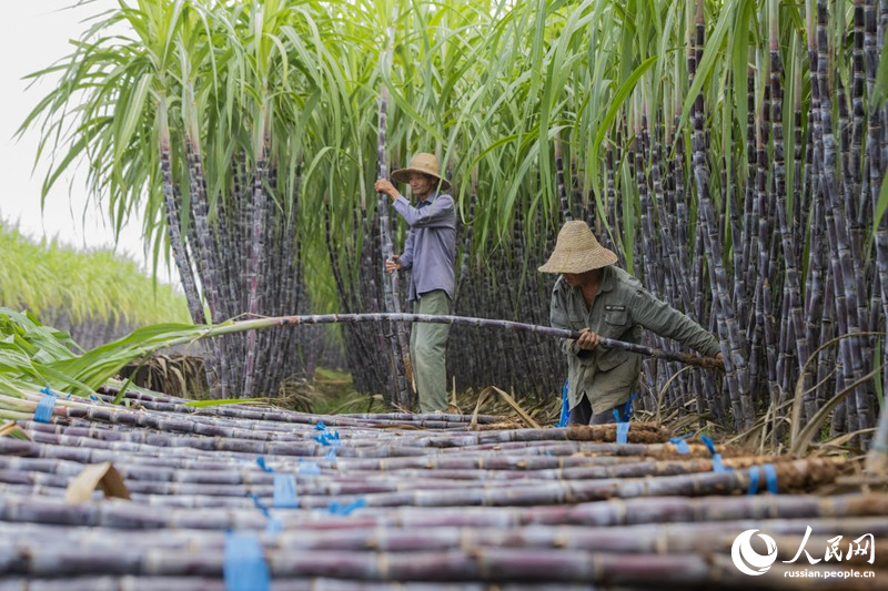 Сбор урожая сахарного тростника в Юго-Восточном Китае