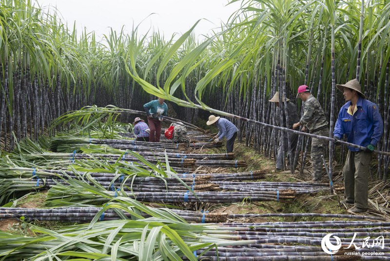 Сбор урожая сахарного тростника в Юго-Восточном Китае