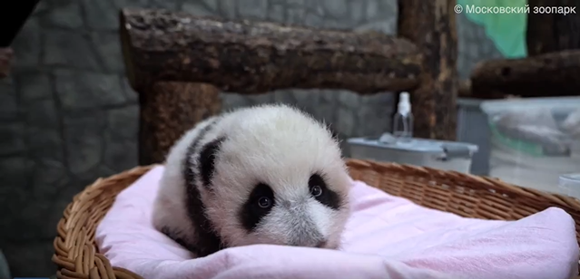 Маленькая панда из Московского зоопарка начала видеть
