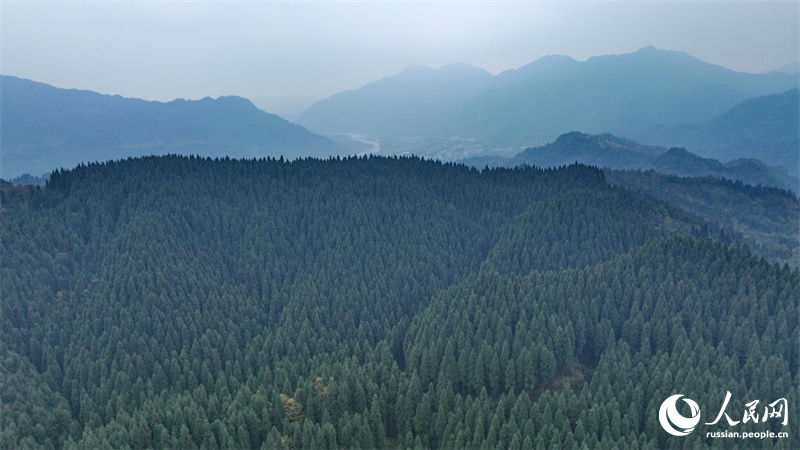 Лес Чжунба в провинции Сычуань за 40 лет: от пустоши до 20 га посаженной китайской пихты