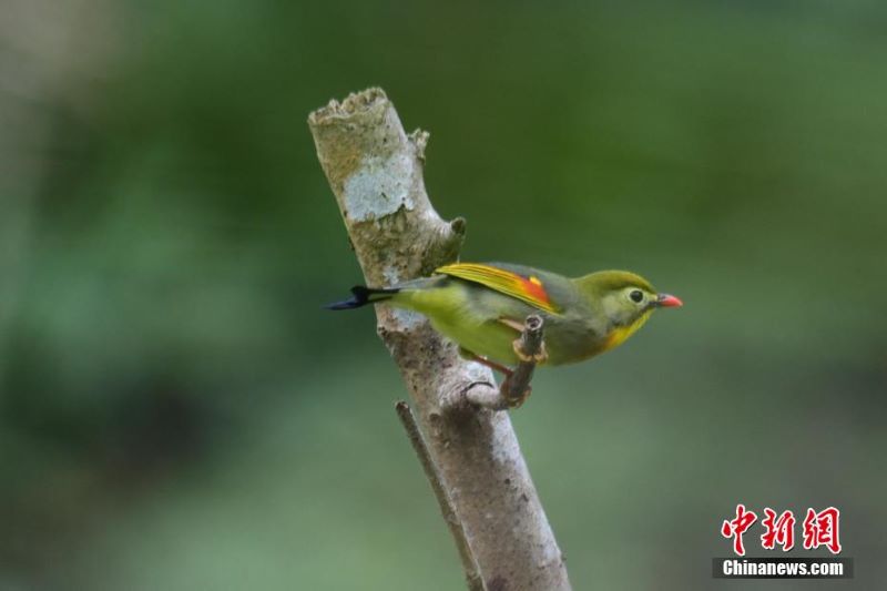 47 новых видов птиц обогатили биоразнообразие национального заповедника в Китае