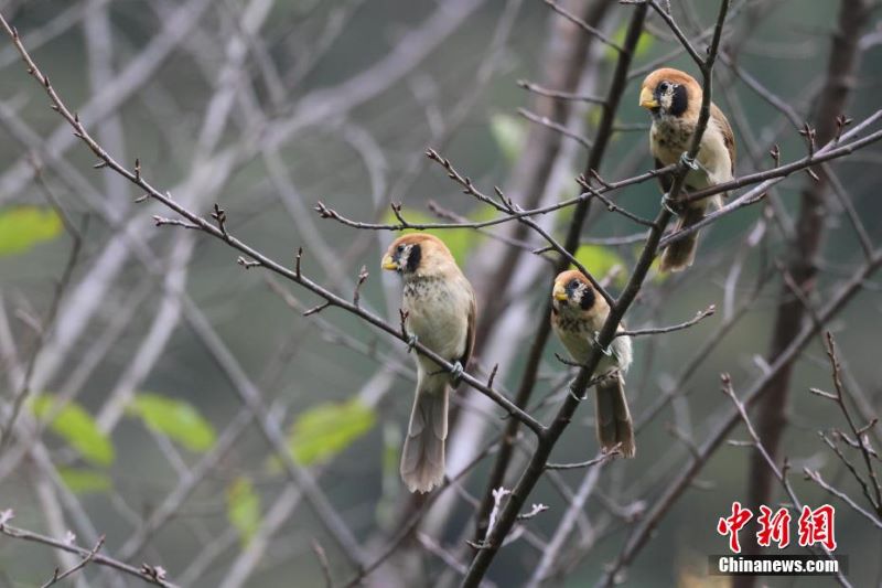 47 новых видов птиц обогатили биоразнообразие национального заповедника в Китае