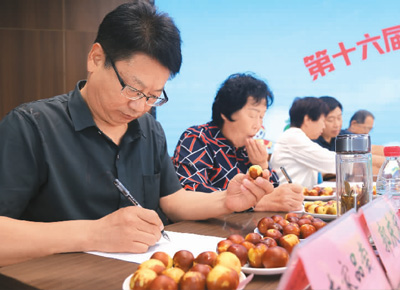 В Восточном Китае процветает бизнес на выращивании китайских фиников