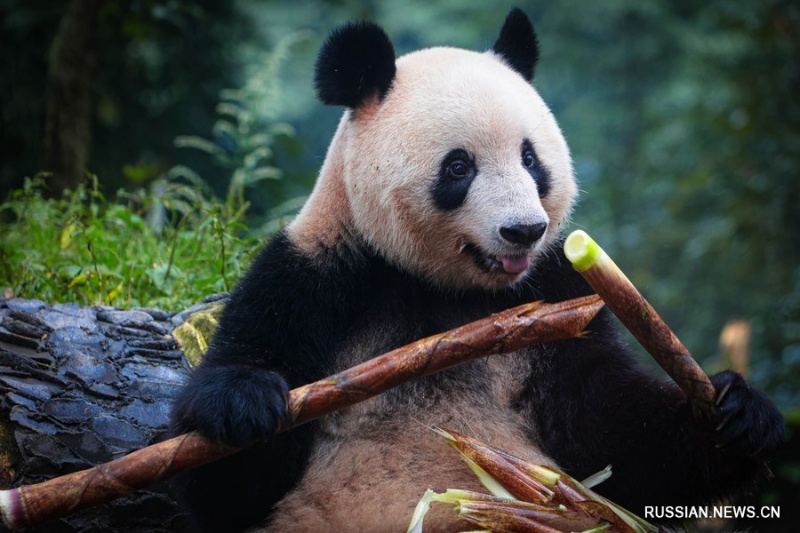 8 октября 2023 года, большая панда по кличке Сян Сян ест свежий бамбук на базе по исследованию и разведению панд Бифэнся в городе Яань провинции Сычуань на юго-западе Китая. /Фото: Синьхуа/