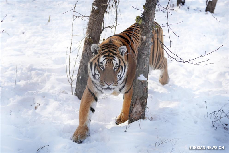 Амурские тигры резвятся в снегу