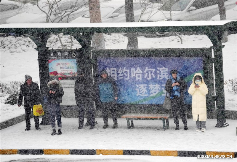 В Харбине выпал снег в первый день сезона "сяосюэ"