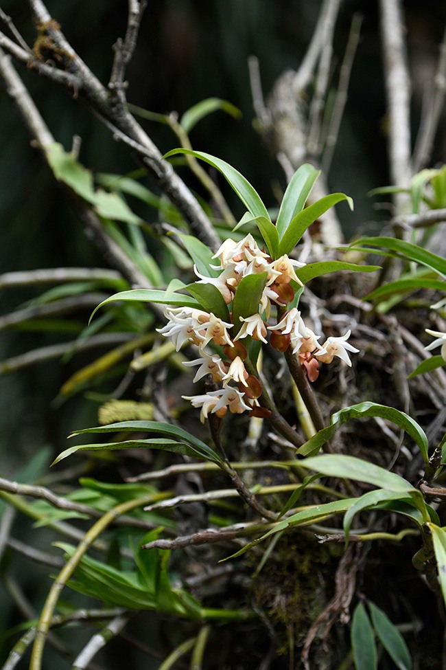 Китайские ученые открыли шесть новых видов орхидей
