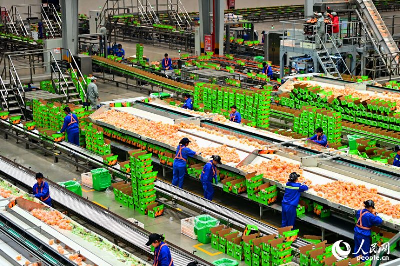 «Умные» заводы содействуют развитию апельсиновой отрасли в городе Ганьчжоу Китая