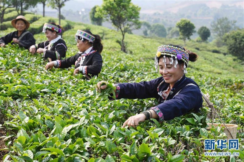 Чайная промышленность Китая набирает обороты