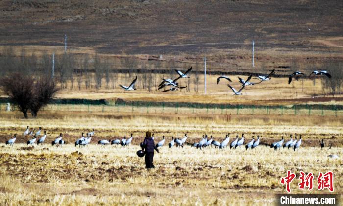 В Сицзане постоянно растет численность черношейных журавлей