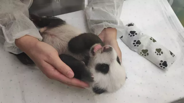 Детеныш панды, родившийся в зоопарке Москвы. Фото : Светлана Акулова/Telegram