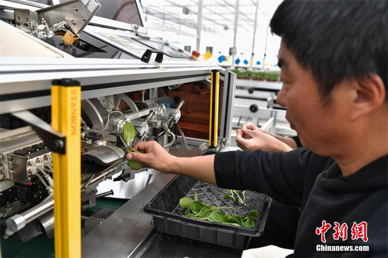 «Вечнозеленый» научно-технический центр сельского хозяйства будущего в Синьцзяне