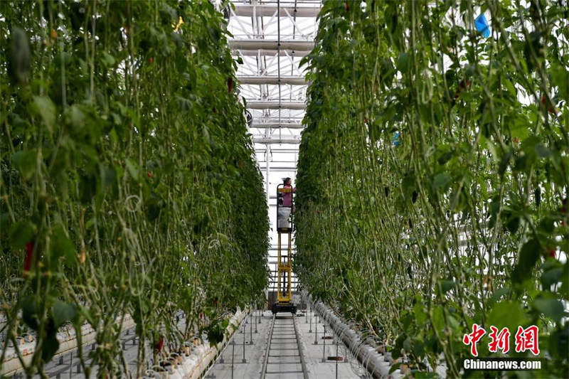 «Вечнозеленый» научно-технический центр сельского хозяйства будущего в Синьцзяне