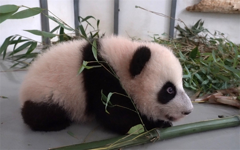Маленькая панда из Московского зоопарка сделала первые шаги
