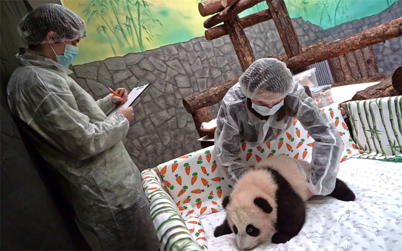 Маленькая панда из Московского зоопарка сделала первые шаги