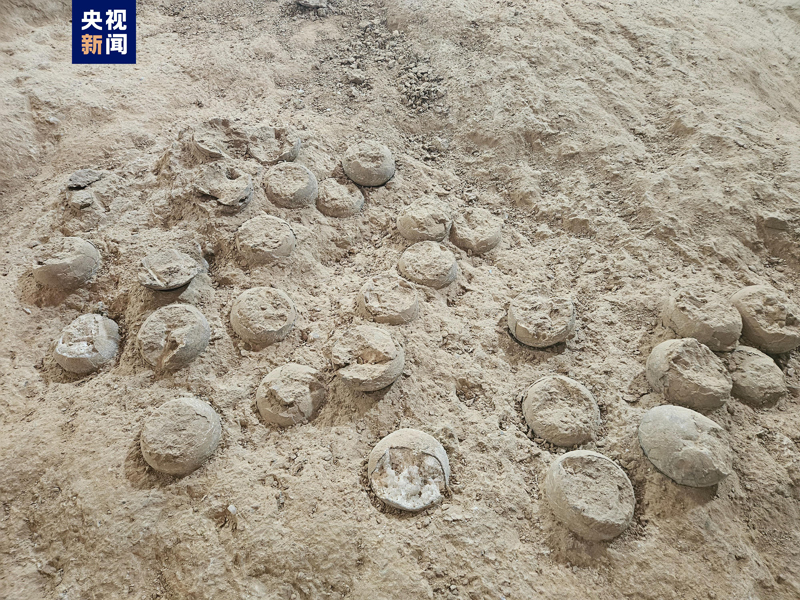 В Хубэе впервые обнаружили кристаллизованные окаменевшие яйца динозавра