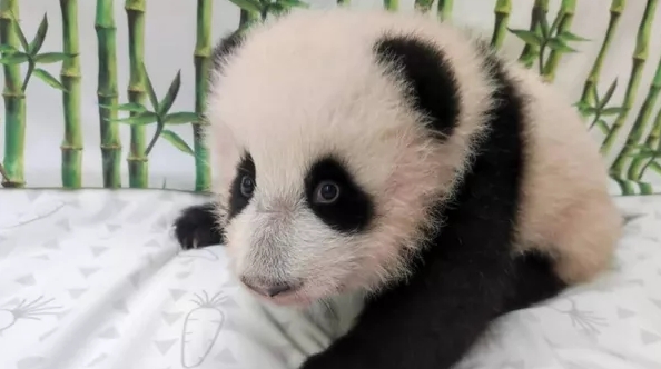 Мамалышку-панду из Московского зоопарка назвали Катюшей