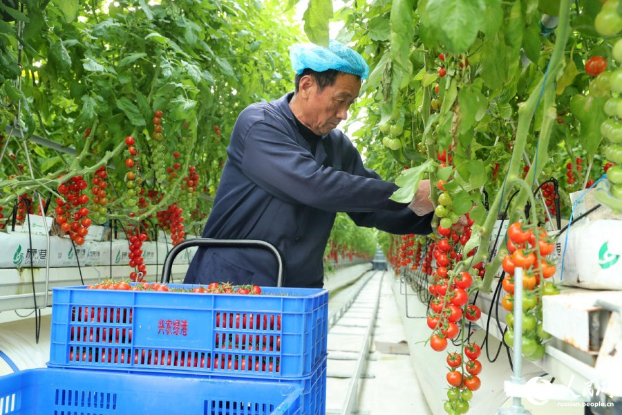 Современные технологии беспочвенного выращивания помидоров в Аньхое