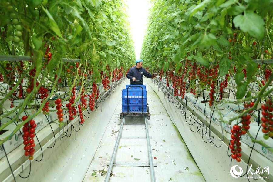 Современные технологии беспочвенного выращивания помидоров в Аньхое