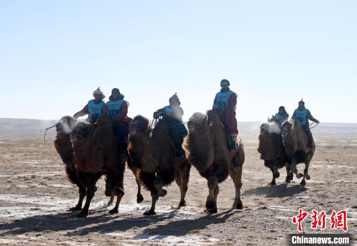Во Внутренней Монголии прошли верблюжьи бега