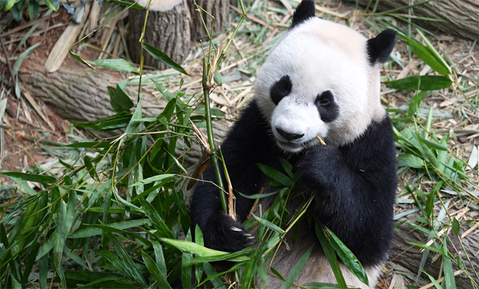 Родившаяся в Сингапуре большая панда отправилась в Китай