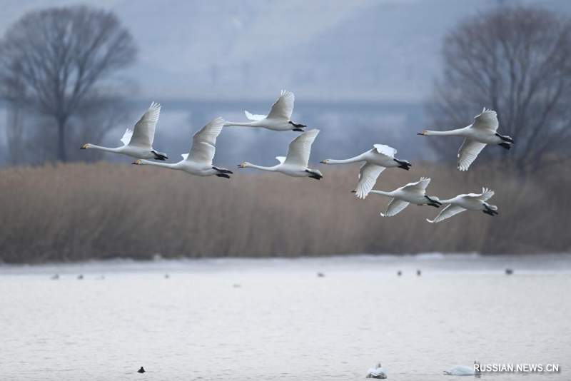 Лебеди-кликуны из Сибири зимуют вдоль реки Хуанхэ на северо-западе Китая