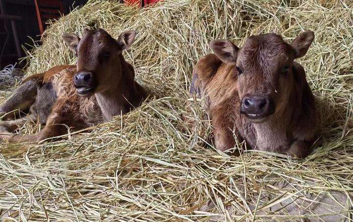  Ученые из Китая успешно клонировали телят двух пород крупного рогатого скота 