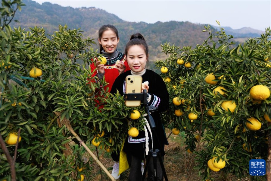 Онлайн-трансляция электронной коммерции способствует возрождению сельского района провинции Гуйчжоу