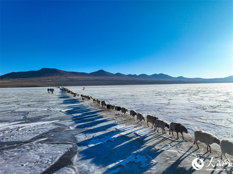 Впечатляющая сцена с «выпасом овец на ледяном озере» на высоте 5 тысяч метров над уровнем моря